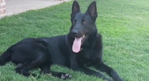 black.german.shepherd.2